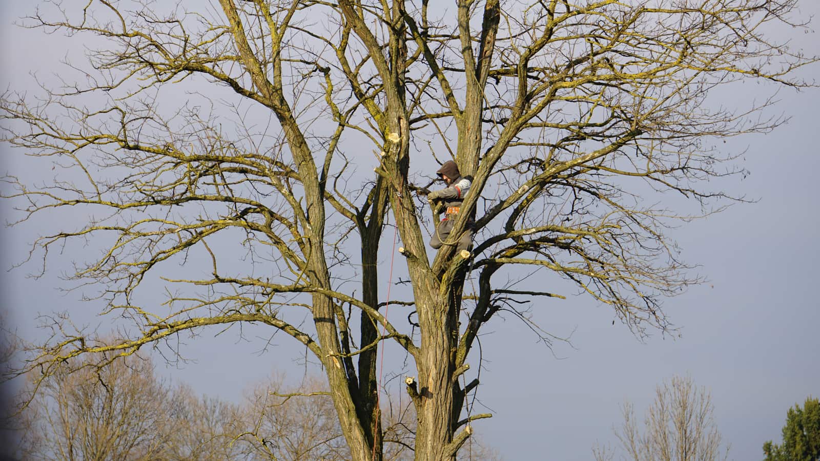 Tree service in progress