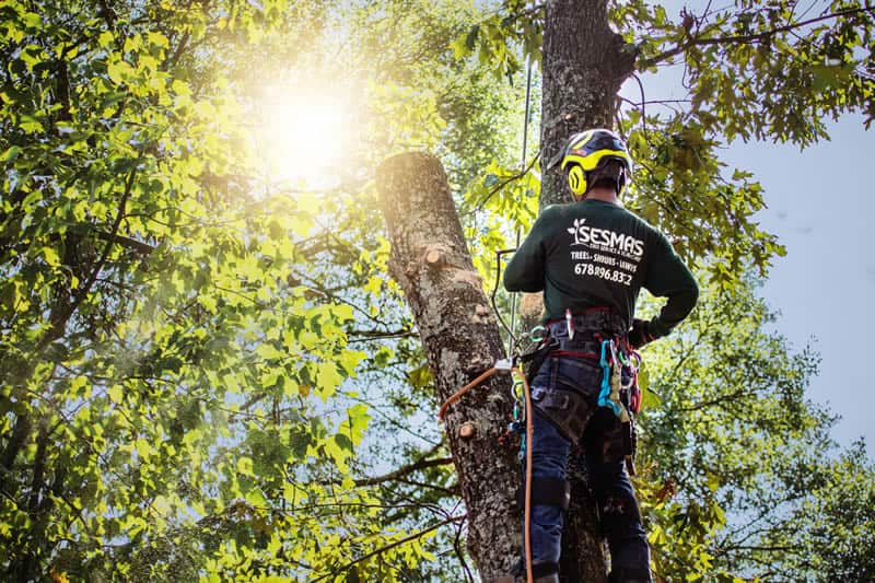 Completed tree work by Sesmas Tree Service