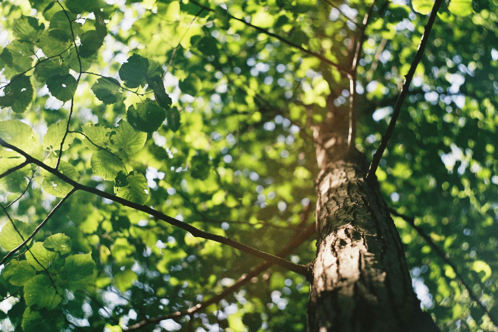 Certified arborist services