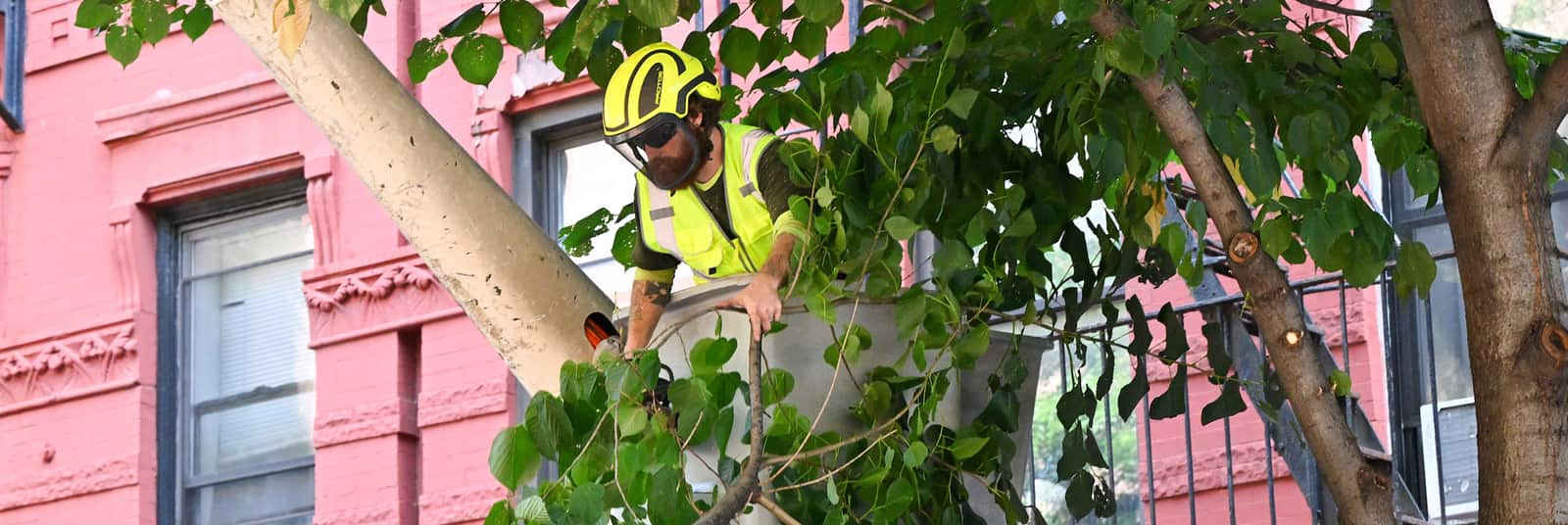 Crane tree removal services