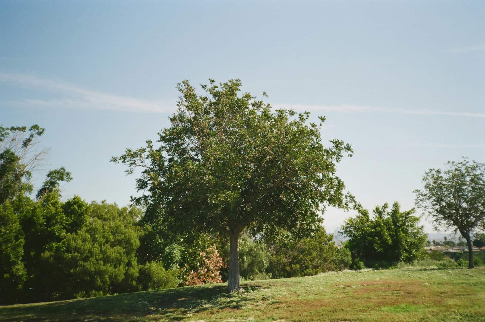 Professional tree planting
