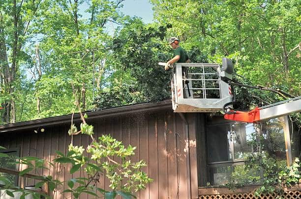 Professional tree removal in Charlotte NC