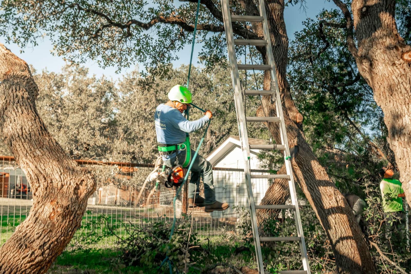 Tree risk assessment